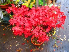 3ft inc. pot for sale 3ft inc. pot for sale  OXFORD