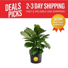Lush fiddle leaf for sale  Wildomar