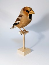 Taxidermy cabinet curiosites usato  Roma