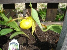 Yellow lady slipper for sale  Manistique