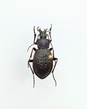 Entomology taxidermy morphocar usato  Roma
