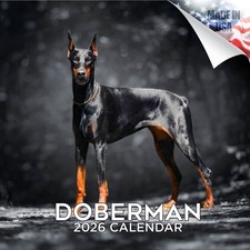 Doberman dog breed for sale  Traverse City