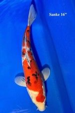 Live sanke koi. for sale  Costa Mesa