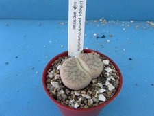 Lithops pseudotruncatella ssp. for sale  BIRMINGHAM