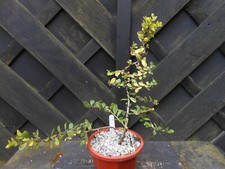 Bonsai japanese holly for sale  CANNOCK