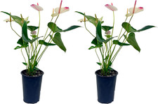 Anthurium andraeanum white for sale  Denver