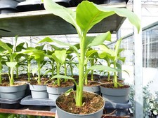 Bananenstaude musa basjoo gebraucht kaufen Bananenstaude musa basjoo gebraucht kaufen  Goch