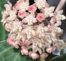 Hoya latifolia albomarginata for sale  USA