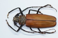 Prioninae callipogon armillatu for sale  Shipping to United States