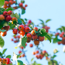 Crab apple tree for sale  Wheeling