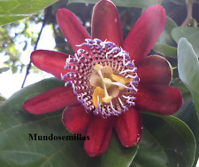 MARACUYA GIGANTE passiflora quadrangularis  100  Semillas - seeds  comprar usado  Enviando para Brazil