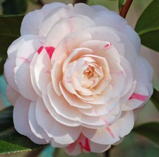 April dawn camellia for sale  Pelzer
