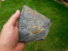 Selten trilobit hydrocephalus gebraucht kaufen  Limbach-Oberfrohna