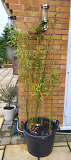 Large yellow stem for sale  SOLIHULL