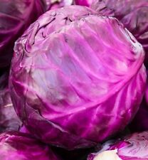 Red acre cabbage for sale  Minneapolis