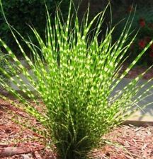 Miscanthus sinensis little for sale  NOTTINGHAM