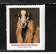 5592 barbados blackbelly for sale  Palm Bay