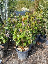 Magnolia grandiflora 30l for sale  EGHAM