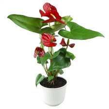 Easy flamingo flower for sale  Evergreen
