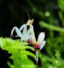 3rd instar hymenopus for sale  NOTTINGHAM