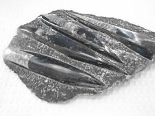 Fossil orthoceras slab for sale  LEICESTER