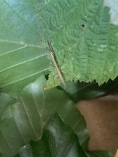 Young stick insects for sale  BRISTOL