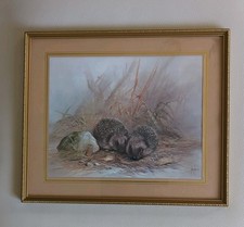 Hedgehogs vintage print for sale  YORK