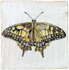 Farfalla papilio machaon usato  Forte dei Marmi