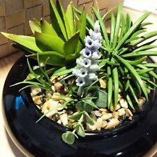 blumensteckschale gebraucht kaufen blumensteckschale gebraucht kaufen Bann, Hauptstuhl, Horbach