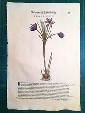 Mattioli matthioli erbario usato  Lecco