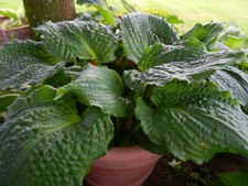 Hosta lakeside prophecy gebraucht kaufen  Hesel