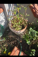 Fioriere esterno rettangolari usato  Assemini