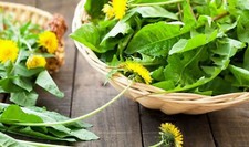 250 graines pissenlit d'occasion 250 graines pissenlit d'occasion  France