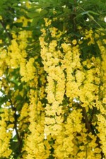 Laburnum watereri vossii gebraucht kaufen  Westerstede