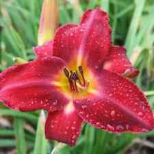 Red volunteer daylily for sale  Mcminnville