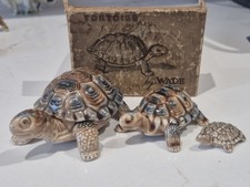 Wade tortoise family for sale  WIGAN