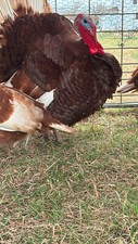 Organically raised pure for sale  Lecompton
