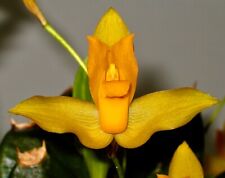 Lycaste species aroma usato  Spedire a Italy