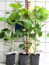 Acer macrophyllum seltener gebraucht kaufen  Bad Bergzabern