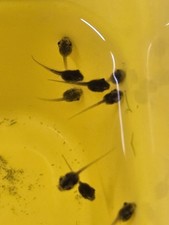 Live tadpoles mix for sale  Wilmington
