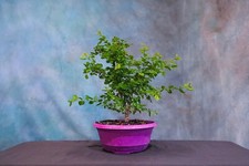 plum tree for sale plum tree for sale North Fort Myers