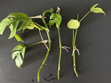Bewurzelte ableger rhaphidopho gebraucht kaufen  Merseburg