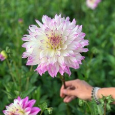 Tree dahlia ferncliff for sale  WOLVERHAMPTON