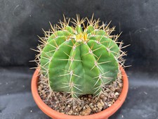 Ferocactus schwarzii giardino usato  Massafra