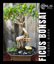 Tigers bark ficus for sale  Brentwood