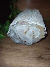 Belle bois fossilisé d'occasion  Bazas