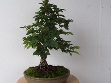 Bonsai chinesische korkulme gebraucht kaufen  Dresden