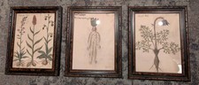 Bundle antique botanical for sale  PETERBOROUGH