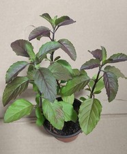 Purple stem holy for sale  USA