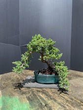 Juniper bonsai ficus for sale  Rotonda West